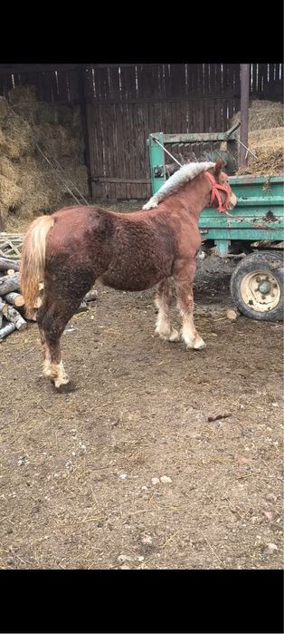 Vand manza de 7 luni