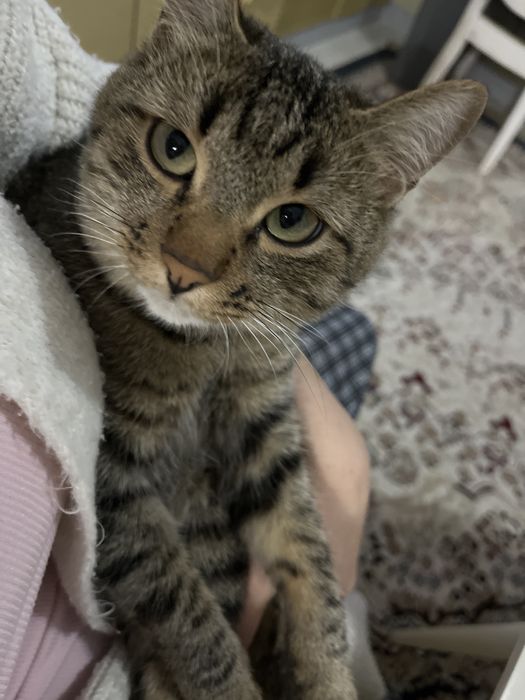 Отдам кота в добрые руки