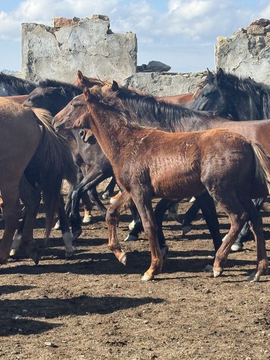 Продам жеребят Жабагы сатылымда Оптом