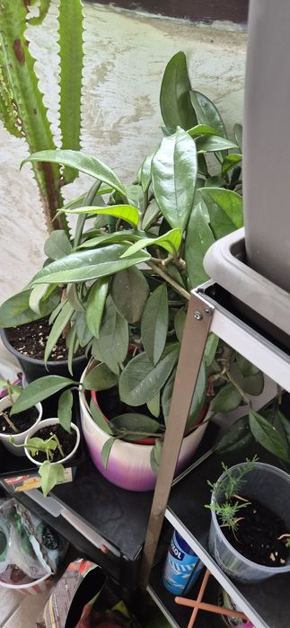 Vand lastari Iasomie de Madagascar si Floare de ceara/Hoya