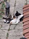 Подаряват се котенца Black & White