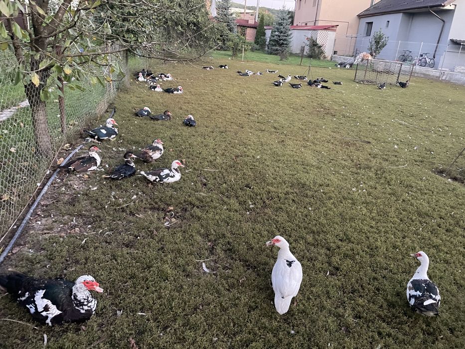 rate mute diferite marimi