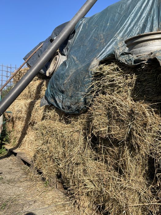 Baloti de lucerna (100 buc.)