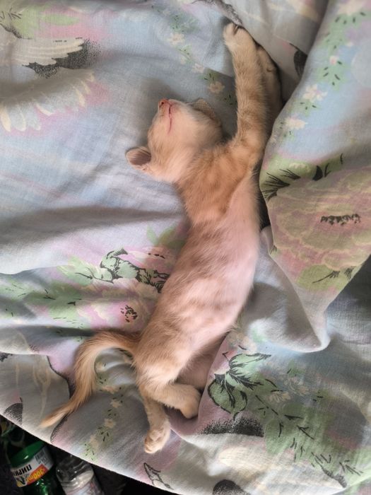 Подарявам Котенце