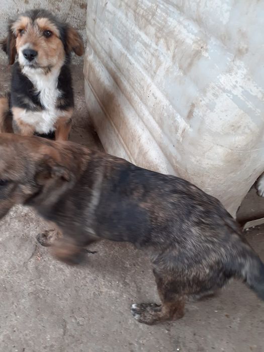 Donez câini de pază