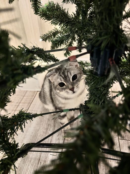 Продам шотландскую вислоухую кошку-девочку