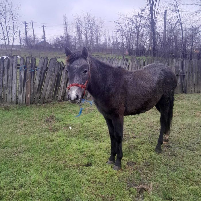 manz mînz sur de 1 an