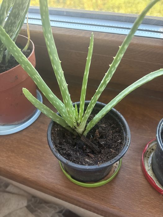 Vând pui de aloe vera