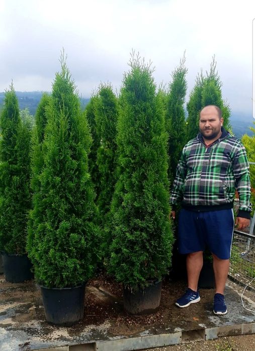 Leylandii gard viu, Chiparos Leylandii, Leylandri gard viu vesnic.