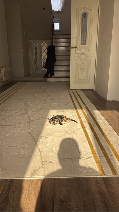Котенок ищет дом!