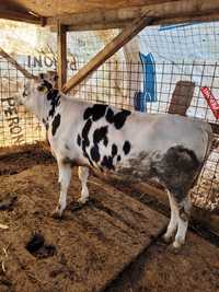 Vaci rasa Holstein
