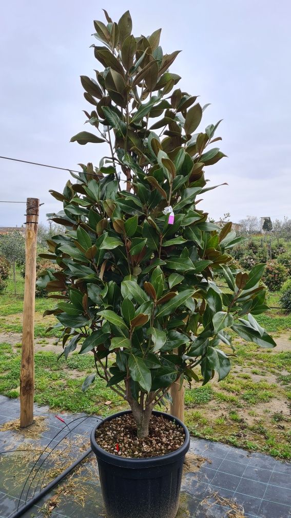 Magnolia grandiflora mai multe dimensiuni