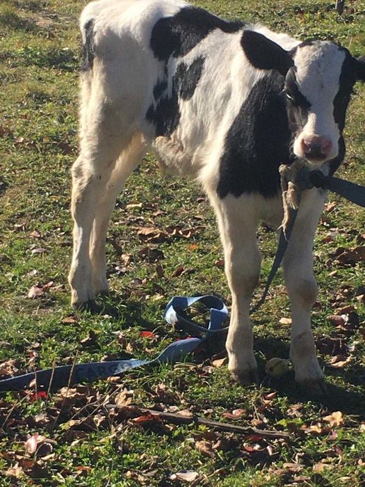 Vand vitel de 4 saptamani  pret 1900 lei negociabil