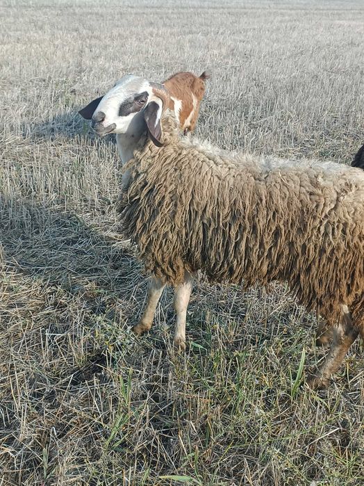 Berbec/ noatin pentru sacrificat ori montă
