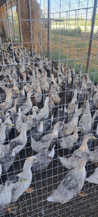 Утка «Голубой Фаворит», 65 000 сум