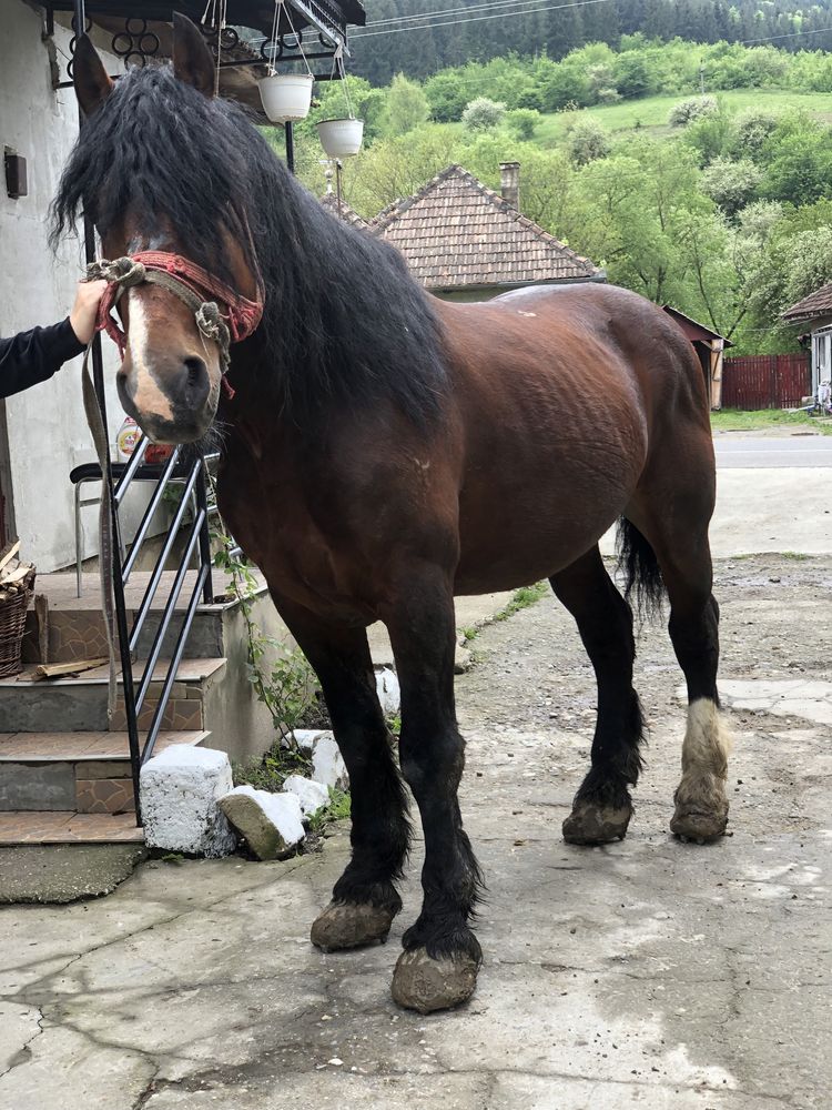 cal greu castrat de 7 ani lucrat la padure jud cluj