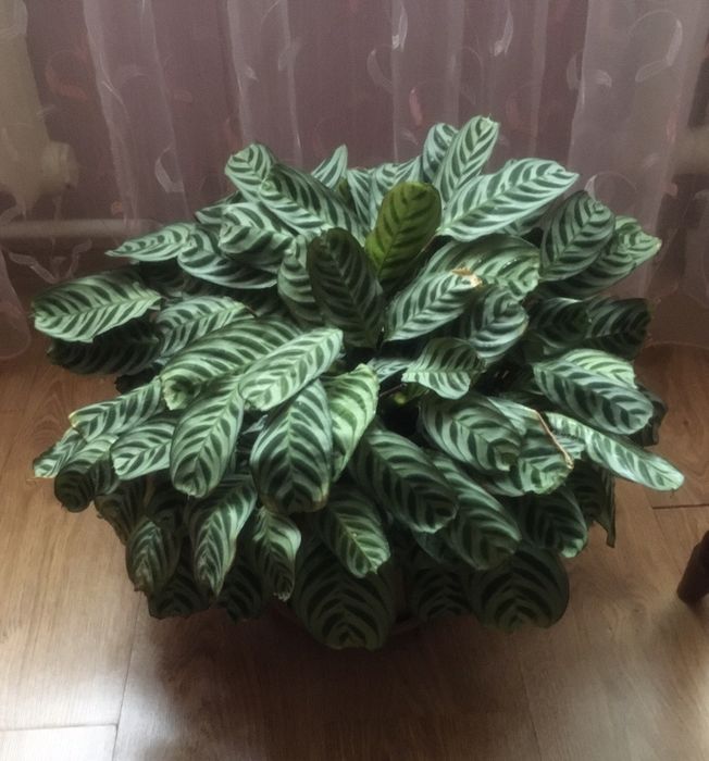 Продам цветок КТЕНАНТА