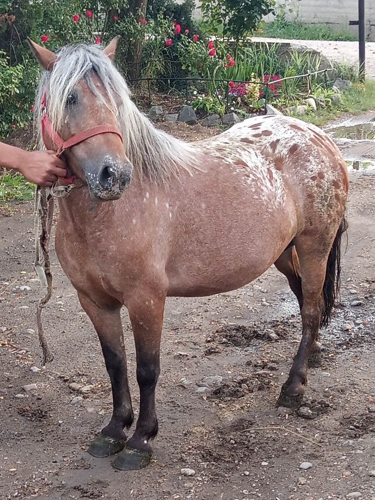 Vând iapa de ponei  cu mânzuc