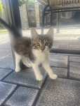 Pisicute adoptie Galati