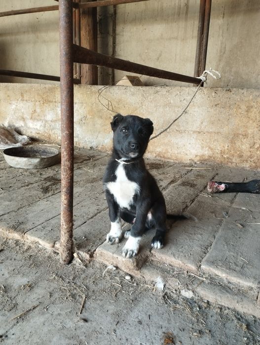 Алабай двух месячный