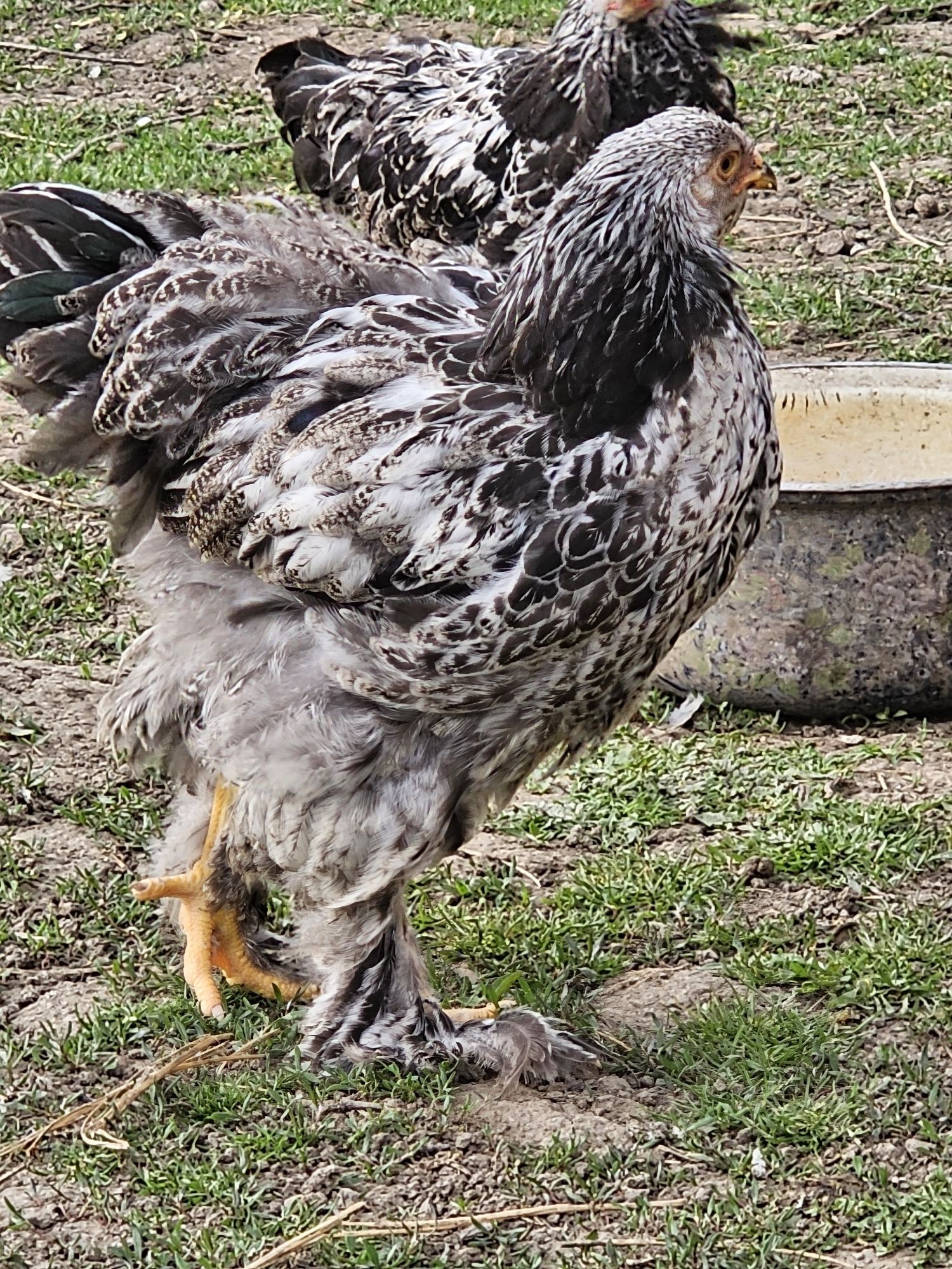 Brahma herminat inchis și columbia