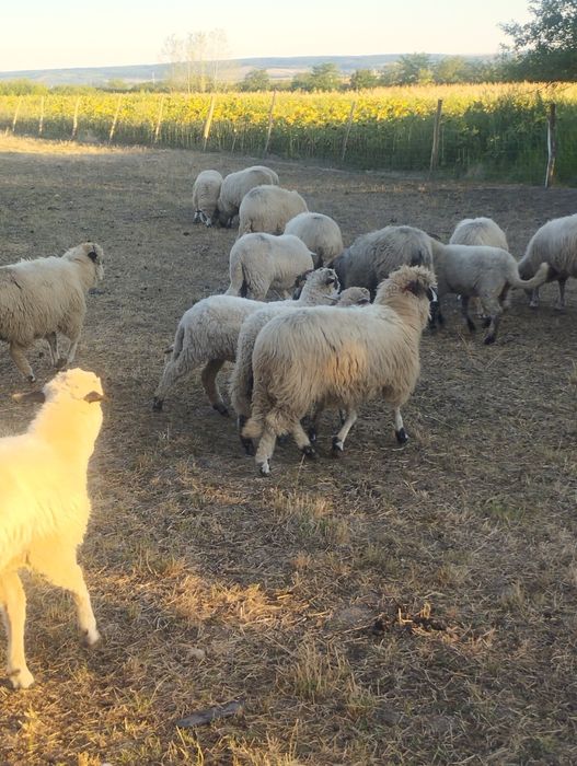 Oi țurcane frumoase