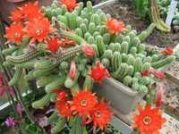 PUI cactus Chamaecereus silvestrii