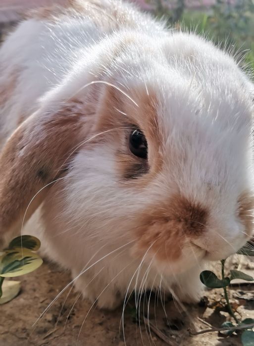 Продам карликовый кролик