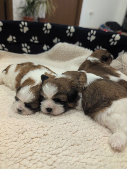 Căței shih tzu rasa pura detin ambii părinți