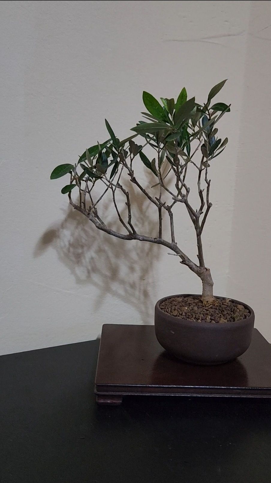 Bonsai Olea Europaea (Maslin)