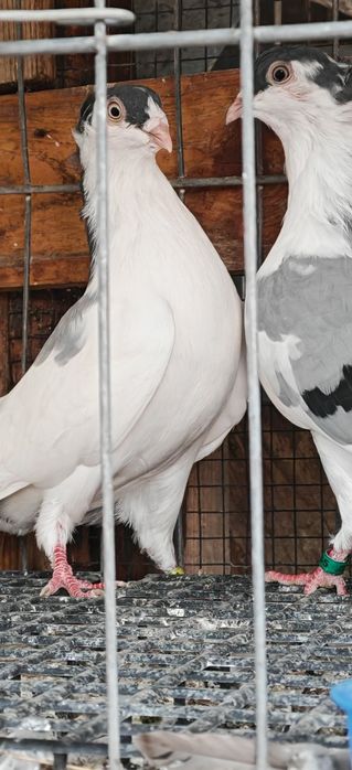 Porumbei Jucătorii de Galați