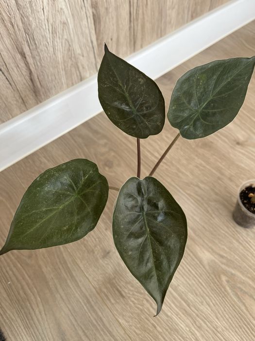 Алоказия Венти Вар.,Кукулата, Макрориза Сплеш, Лонгилоба