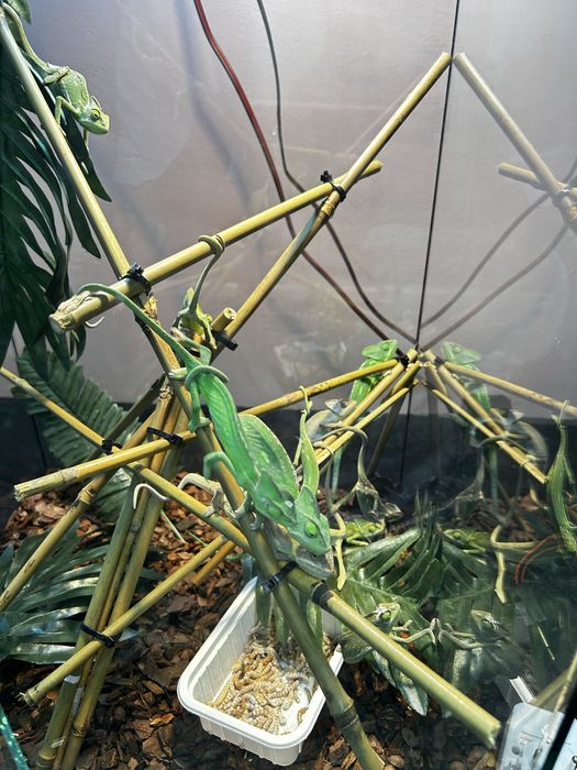 Йеменски хамелеони