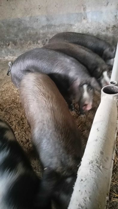 Продавам прасенца и прасета за кламе