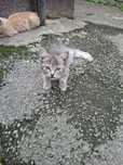 PISICI SPRE adoptie Urgent