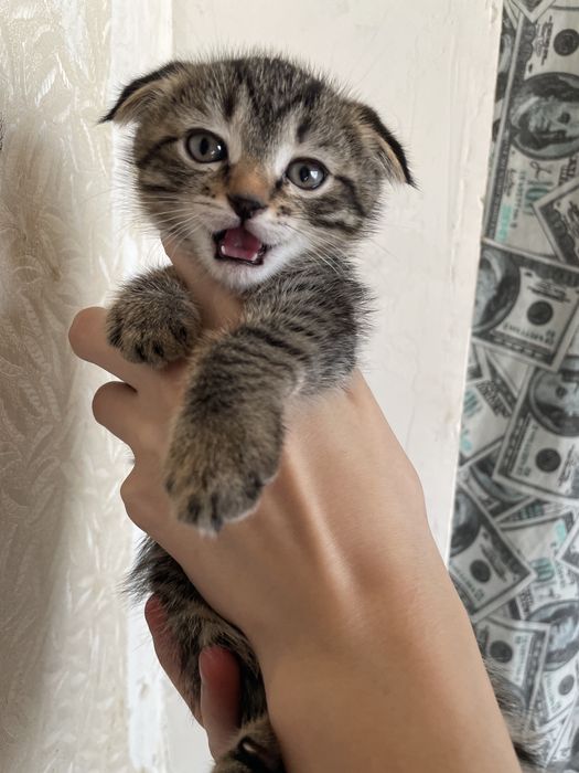 Вислоухий котенок