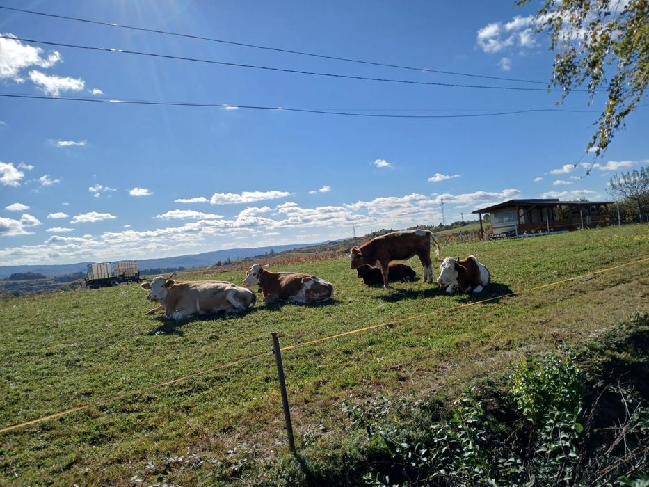 Vand vaca -la alegere