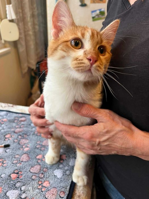 Момченце на 6 месеца търси дом