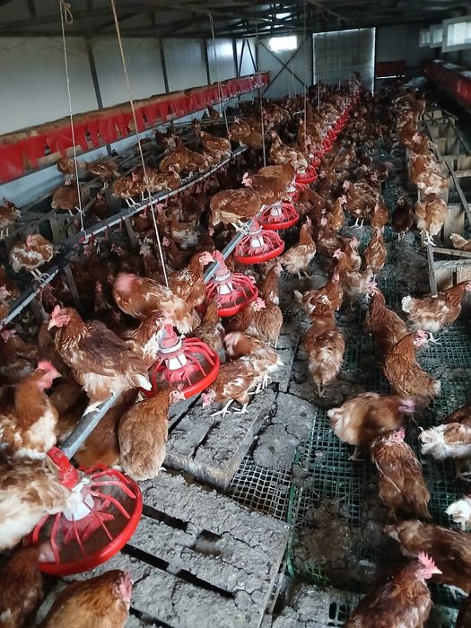 Кокошки носачки за яйца