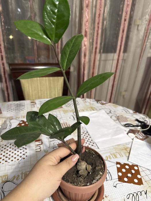 продаю Замиокулькас (долларовое дерево)