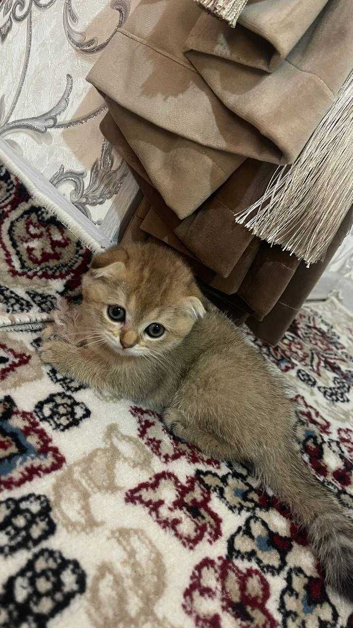 Zotdor mushukchalar bor