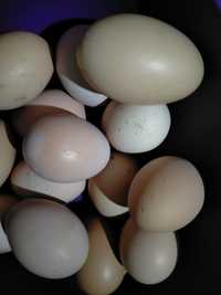 Продам яйца куриные на инкубацию