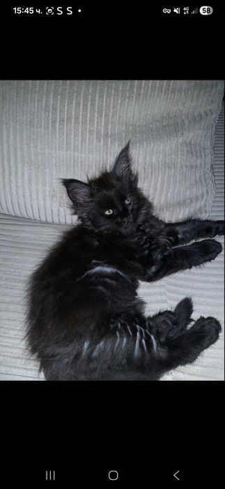 Maine coon Maine coon