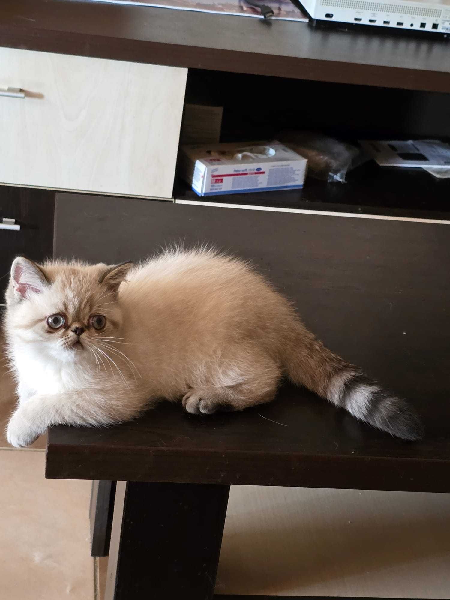 motanel  de rasa exotic shorthair