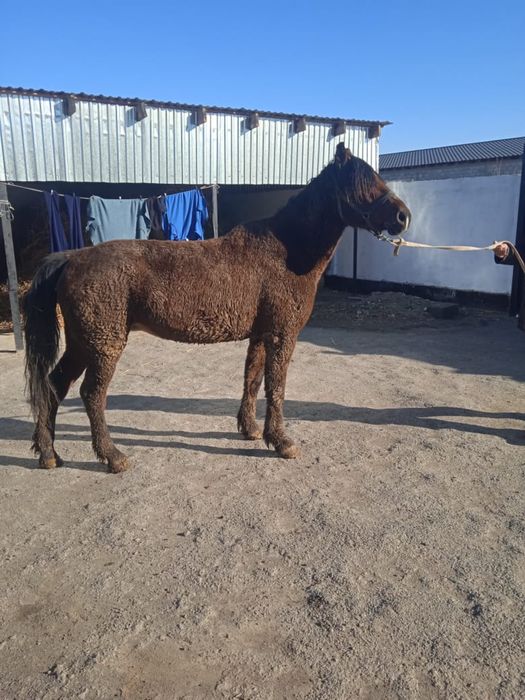 Жылкы, кобыла сатылады