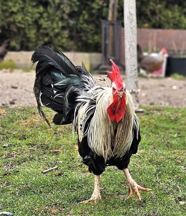 Италианска кокошка Легхорн (Ливорно)