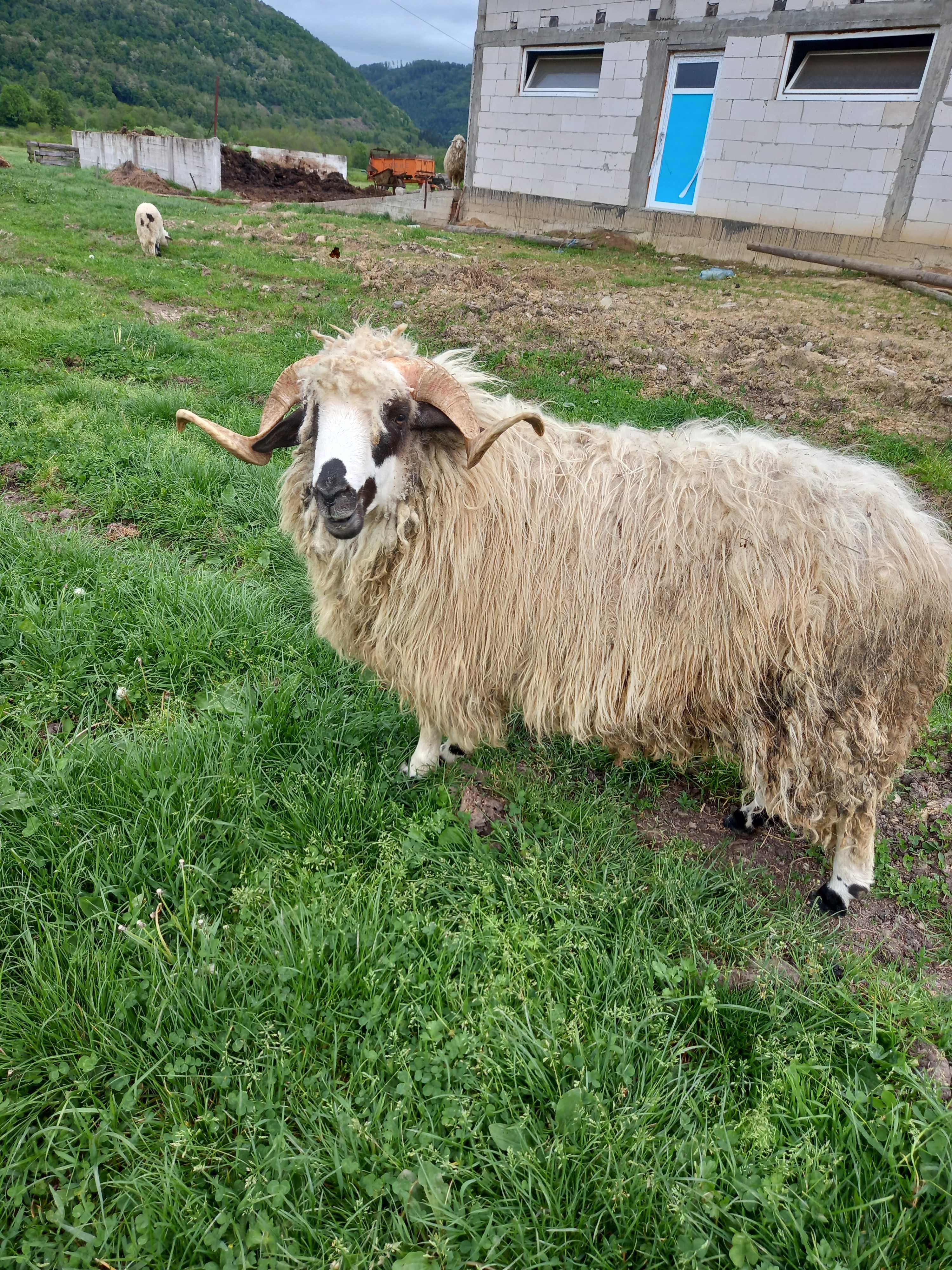 Berbecuti,două bucăți (miei de anul trecut)