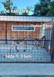 Tapisor și iada Anglonubian