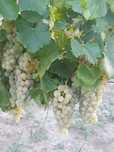 Struguri feteasca