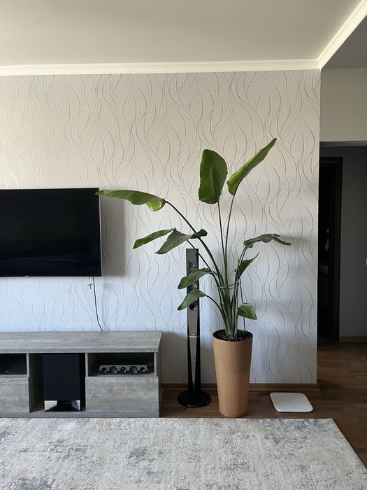 Стрелиция (Strelitzia nicolai) домашнее растение, комнатный цветок